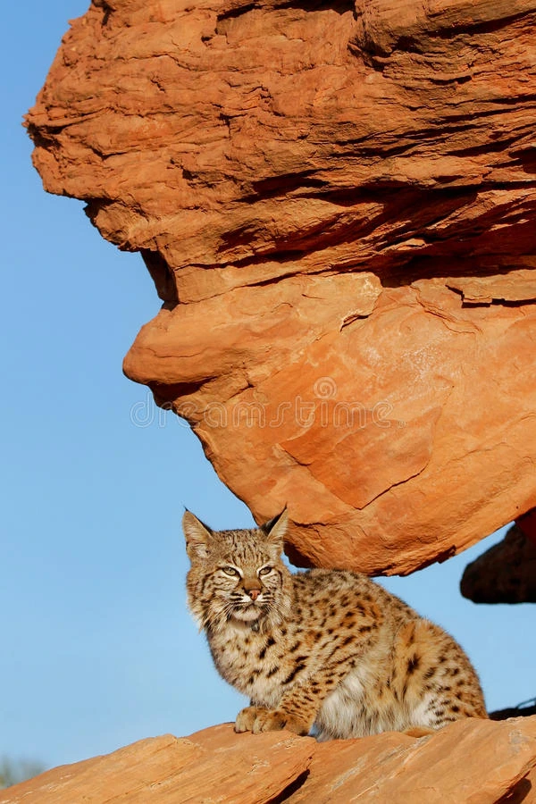 山猫坐在红岩上