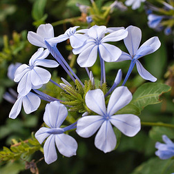 蓝色茉莉花的一小枝有花和芽