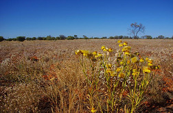 澳大利亚沙漠中的纸雏菊领域