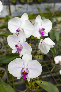 一朵巨大的白兰花的枝条 美丽的花朵特写 兰花花在兰花花园的树枝上 泰国