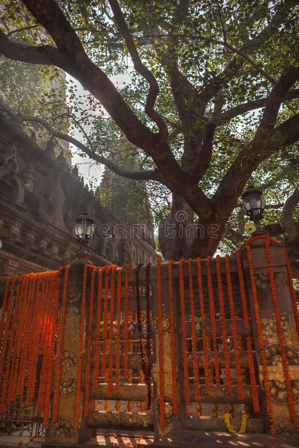启蒙树-菩提的一棵神圣的树冥想在下面