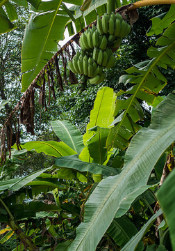香蕉树收获了大量的绿色香蕉