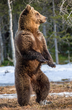 春天的熊挪威的森林图片