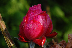 封闭的粉红色玫瑰和水滴