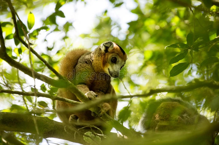 在马达加斯加琥珀山的树上几乎看不见被加冕的狐猴eulemur冠状