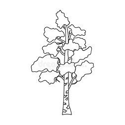 白桦树怎么画简笔画图片