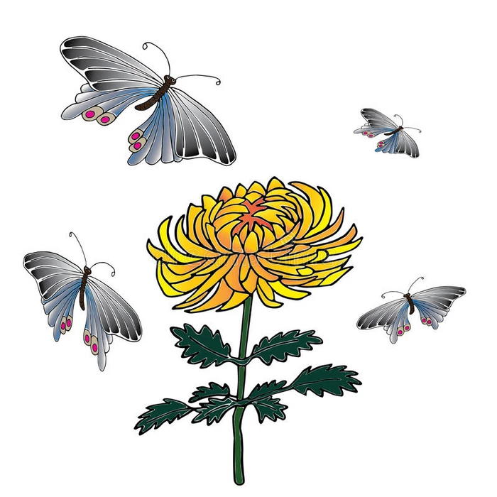 菊花和蝴蝶手绘素描插图