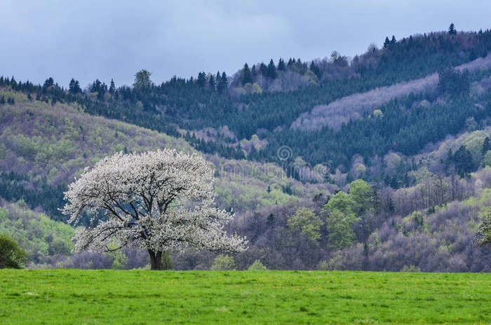 美丽的春天景色 白色的花樱桃树在美丽的草地上满是青草 蓝天和威严的森林在背景