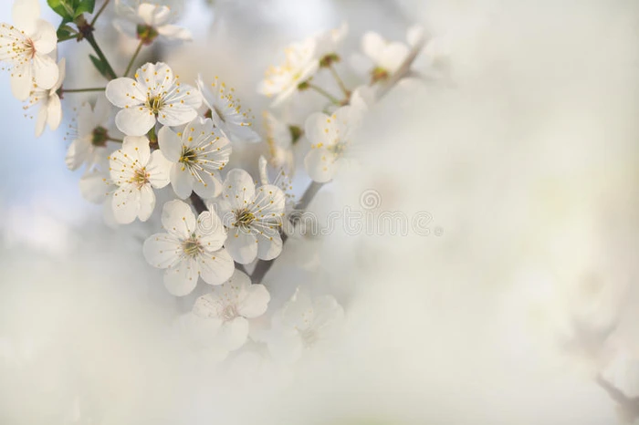 美丽的苹果树在春天盛开宏观的花朵 开花树的柔软形象