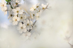 美丽的苹果树在春天盛开，宏观的花朵。 开花树的柔软形象
