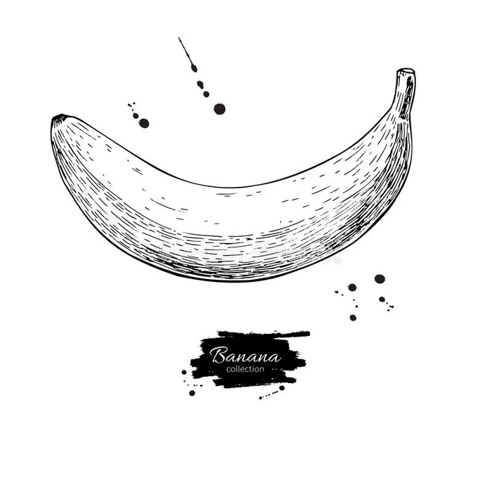 香蕉矢量图 在白色背景上孤立的手绘物体