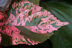 封闭的图案充满活力的粉红色与棕色口音的热带植物叶片