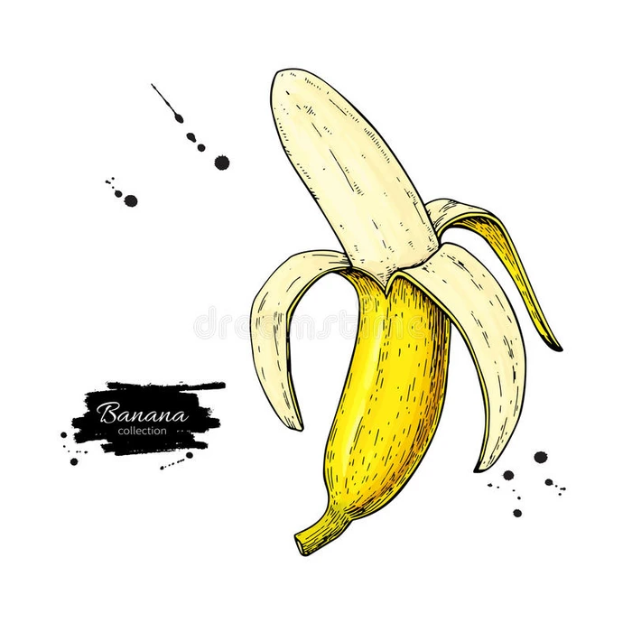 香蕉矢量图 手绘剥离物体在白色上