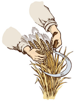 农田矢量插画|手割镰刀小麦.矢量绘图