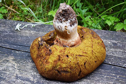 隔离的棕色的牛肝菌博莱特斯是一种博莱特斯蘑菇数量草