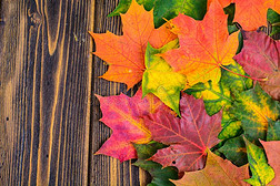 秋背景和富有色彩的落下枫树树叶向乡村的木材