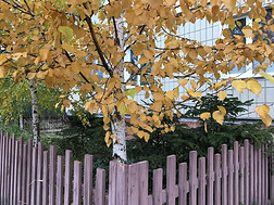 秋树叶越过一乡村的vill一ge栅栏