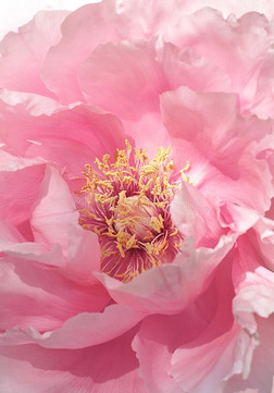 粉红色的花花瓣,牡丹背景.