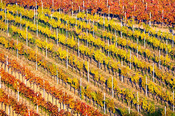 行关于葡萄园葡萄藤本植物.秋风景和富有色彩的酒