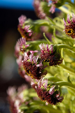 夏威夷银剑菊甲状腺素桑威克