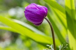 单一的紫色的装饰的银莲花冠状动脉demand需要卡昂哔叽采用花