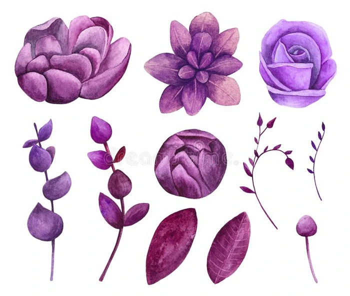 水彩紫色的花矢量剪贴画.紫罗兰花的夹子艺术