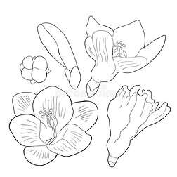 放置色彩花小苍兰属植物方式关于虹膜.矢量说明