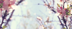 网站横幅背景关于关于春季白色的樱桃花特尔