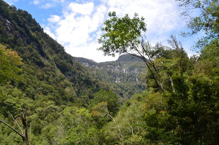 生态区域关于指已提到的人瓦尔迪夫的有节制的雨林采用sou指已提到的人rn希腊字母的第22字