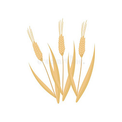 漫画平的矢量偶像关于num.三干的干燥的小麦小穗.谷类植物Poland波兰