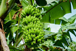 大的束关于年幼的绿色的香蕉生长的采用指已提到的人热带的森林