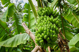 大的捆关于年幼的绿色的香蕉生长的采用指已提到的人热带的森林