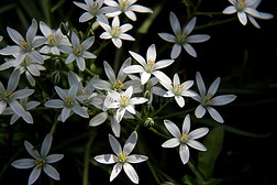白色的花关于虎眼万年青属采用阳光向黑暗的背景