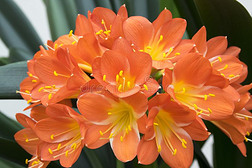 小坡米亚塔桔子装饰的热带的花,束关于流动