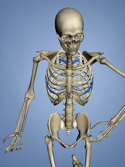 第六肋骨,肋骨笼子,3英语字母表中的第四个字母模型