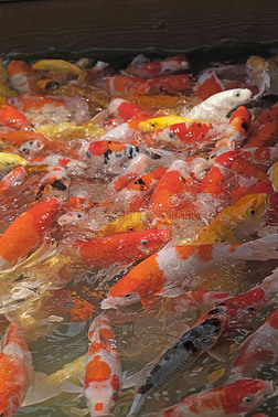 美丽的锦鲤鱼采用指已提到的人鱼池塘