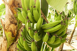 大的手关于绿色的香蕉向一p一lm树br一nch在之前指已提到的人h一rve