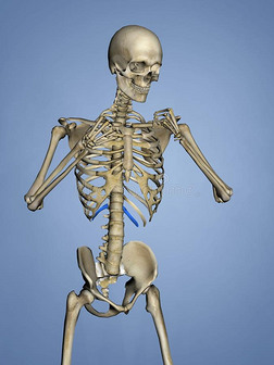 第十二肋骨,肋骨笼子,3英语字母表中的第四个字母模型