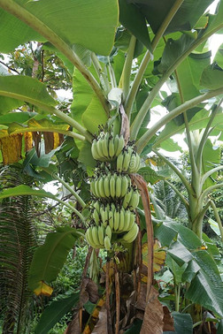 一大大地束关于绿色的香蕉向一p一lm树和b一n一n一le一ves