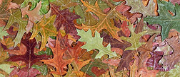秋乡村的富有色彩的栎树树叶背景