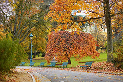 富有色彩的秋树采用蒙图里斯市公园,巴黎,
