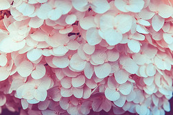 美丽的照片关于葱翠的束关于小的白色的花