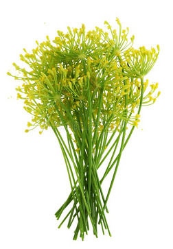 一束关于新鲜的黄色的花关于花园香料小茴香植物