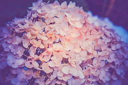 美丽的照片关于葱翠的束关于小的白色的花