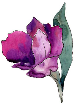 六出花插画|水彩富有色彩的六出花属植物花.花的植物学的花