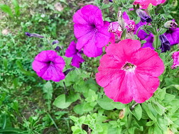 许多小的紫色的花关于草夹竹桃属植物和大大地明亮的多汁的新鲜的