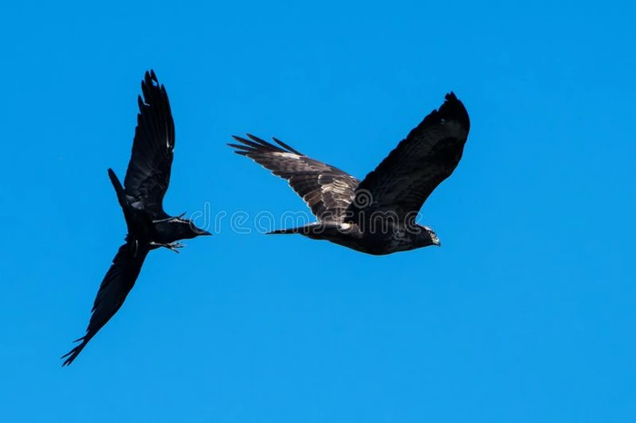 普通的秃鹰,鵟鵟versus对.动物尸体的腐肉乌鸦,乌鸦座下颌冠状突