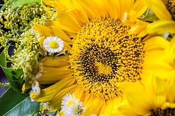 穆拉提赞美黄色的向日葵和小的白色的雏菊采用一花束.