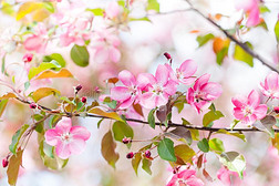 纤弱的春季花的自然花园风景.开花成果英语字母表的第20个字母