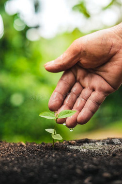 种植树.树生长,秧苗采用自然绿色的和金